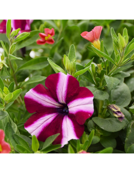 BALCONETTA MAXI PRIMAVERA 50 cm