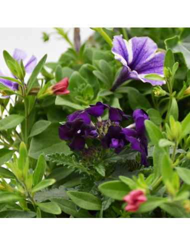 BALCONETTA MAXI PRIMAVERA 50 cm