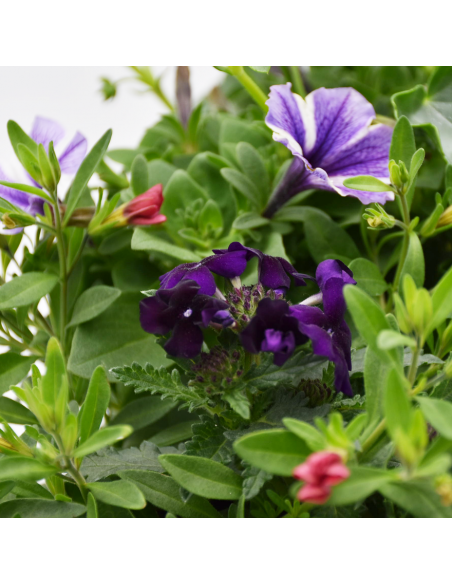 BALCONETTA MAXI PRIMAVERA 50 cm