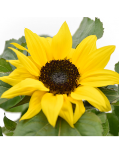 GIRASOLE "HELIANTHUS" Diametro vaso 13 cm 2