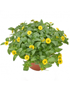 SANVITALIA diametro vaso 14 cm 2