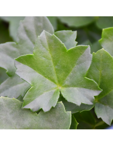 GERANIO PARIGINO - MINI BALCON Diametro vaso 14 cm