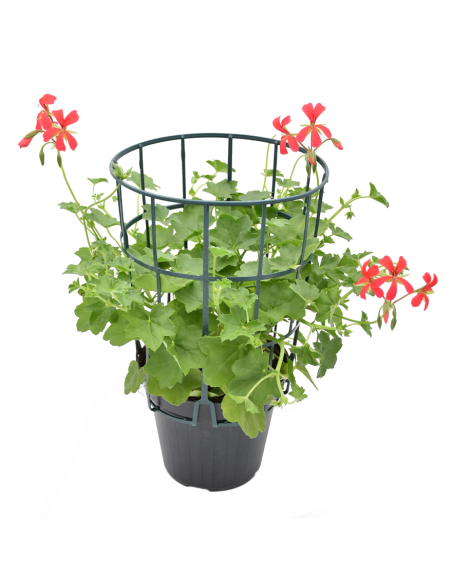 GERANIO PARIGINO - MINI BALCON Diametro vaso 14 cm