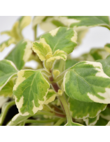 Incenso Plectranthus Ø 14 cm: Profumo e Foglie Variegate
