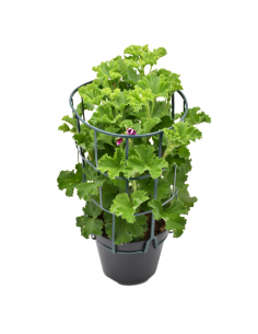 GERANIO 'ANGELEYES' Diametro vaso 14 cm 2