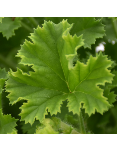 GERANIO 'ANGELEYES' Diametro vaso 14 cm
