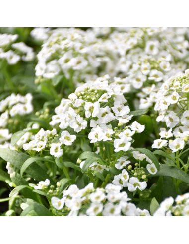 Lobularia Ø 14 cm: Una Nuvola Fiorita e Profumata di Miele