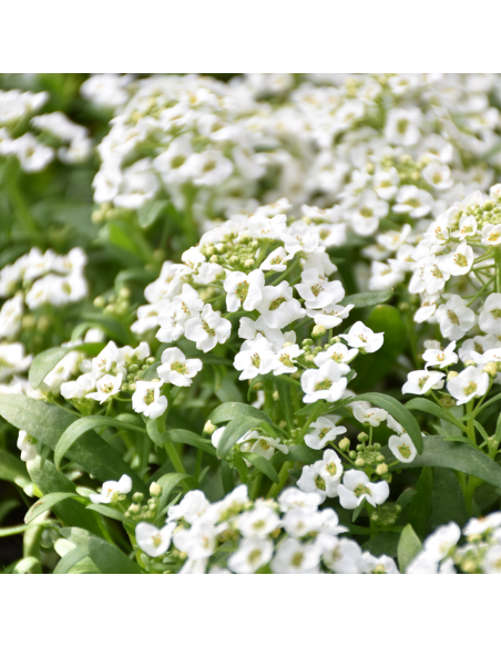 Lobularia Ø 14 cm: Una Nuvola Fiorita e Profumata di Miele