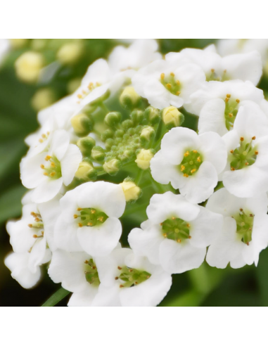 Lobularia Ø 14 cm: Una Nuvola Fiorita e Profumata di Miele