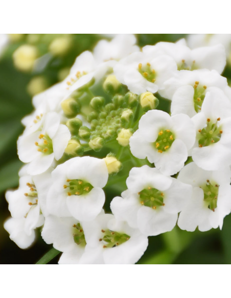 Lobularia Ø 14 cm: Una Nuvola Fiorita e Profumata di Miele