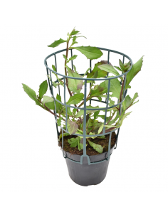 SCAEVOLA Diametro vaso 14 cm 2