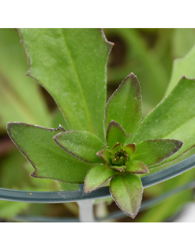 SCAEVOLA Diametro vaso 14 cm