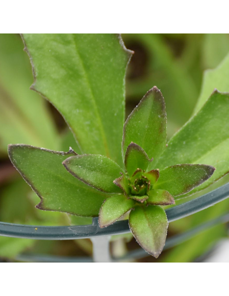SCAEVOLA Diametro vaso 14 cm