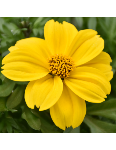 BIDENS Diametro vaso 14 cm