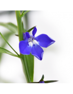 LOBELIA Diametro vaso 14 cm facile da coltivare 2