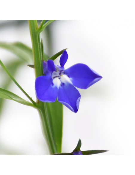 LOBELIA Diametro vaso 14 cm facile da coltivare