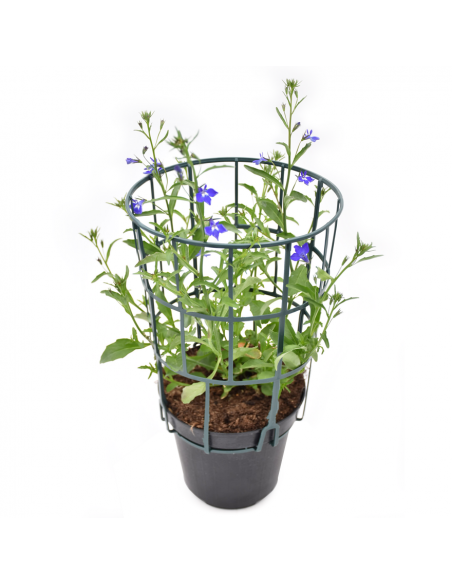 LOBELIA Diametro vaso 14 cm facile da coltivare