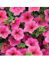SURFINIA - HOT PINK Diametro vaso 14 cm
