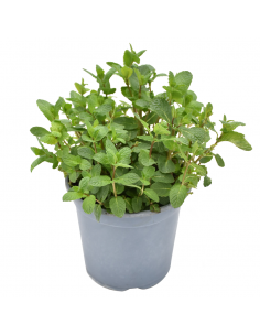 MENTA diametro vaso 18 cm 2