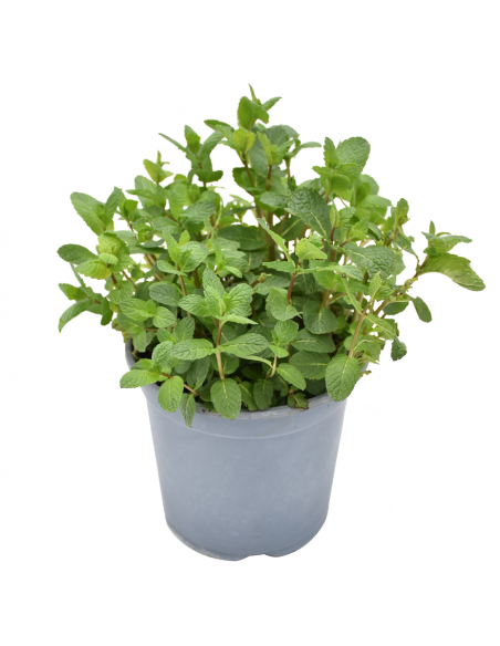 MENTA diametro vaso 18 cm
