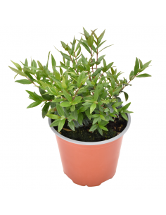 MIRTO diametro vaso 14 cm 2