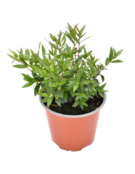 MIRTO diametro vaso 14 cm