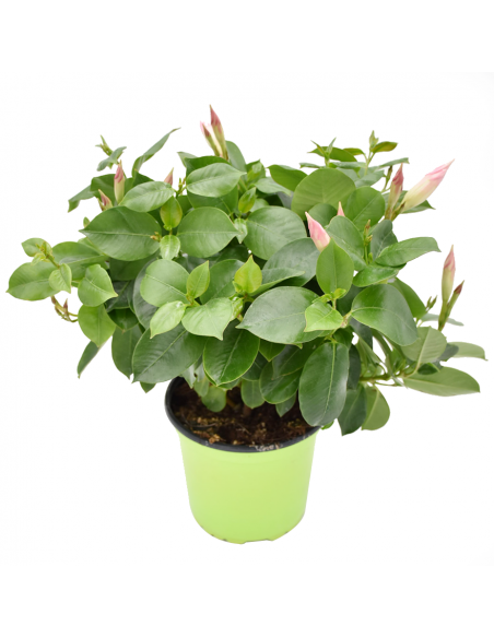 DIPLADENIA "Mandevilla" - BIANCA diametro vaso 14 cm