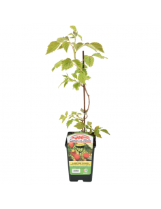 LAMPONE ROSSO SENZA SPINE RIFIORENTE Diametro vaso 12 ALTO 2