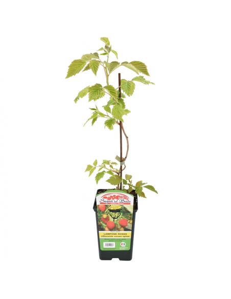 LAMPONE ROSSO SENZA SPINE RIFIORENTE Diametro vaso 12 ALTO