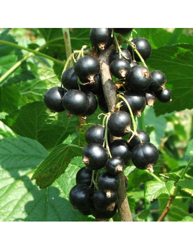 RIBES NERO Diametro vaso 12 ALTO