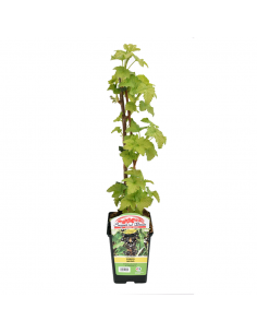 RIBES NERO Diametro vaso 12 ALTO 2