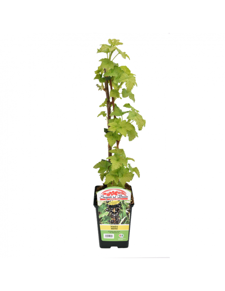 RIBES NERO Diametro vaso 12 ALTO