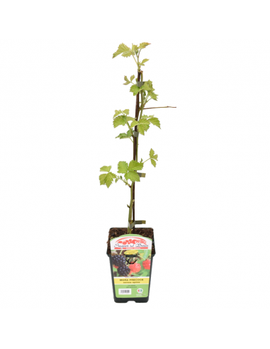 MORA SENZA SPINE Drusilla PRECOCE vaso 12 ALTO
