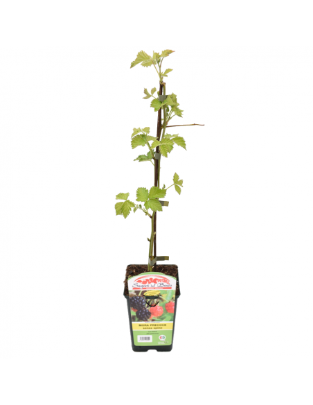 MORA SENZA SPINE PRECOCE diametro vaso 12 ALTO