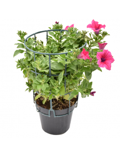 SURFINIA - HOT PINK Diametro vaso 14 cm 2