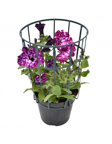 SURFINIA - NIGHT SKY Diametro vaso 14 cm