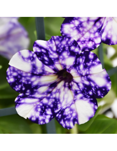 SURFINIA - NIGHT SKY Diametro vaso 14 cm