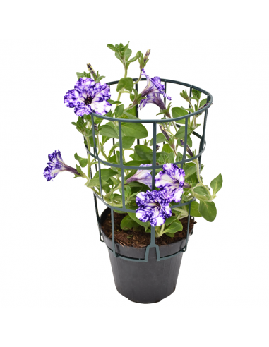 SURFINIA - NIGHT SKY Diametro vaso 14 cm