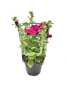 SURFINIA - PURPLE Diametro vaso 14 cm 2