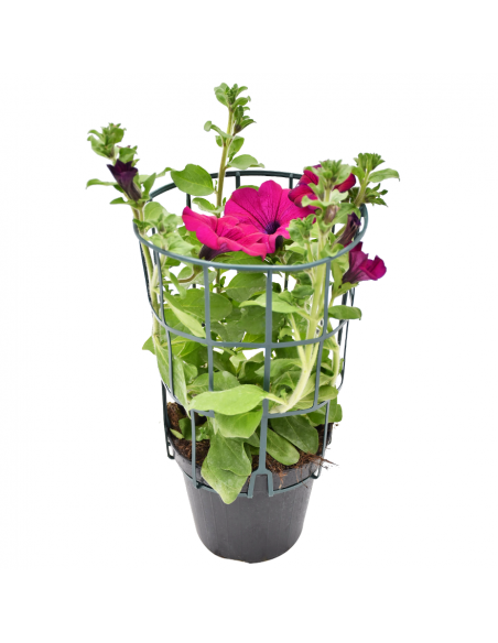 SURFINIA - PURPLE Diametro vaso 14 cm