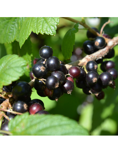 RIBES NERO Diametro vaso 18 ALTO