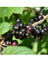 RIBES NERO Diametro vaso 18 ALTO