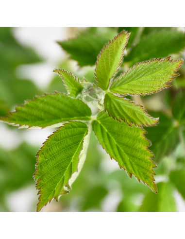 MORA SENZA SPINE PRECOCE diametro vaso 18 ALTO