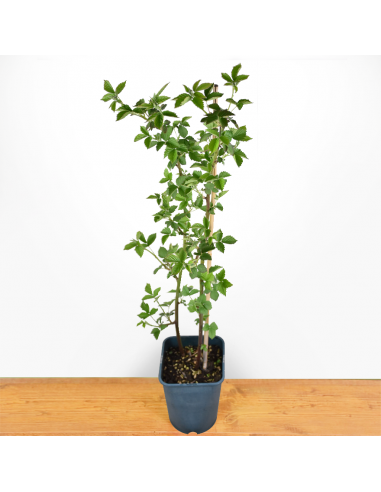 MORA SENZA SPINE PRECOCE diametro vaso 18 ALTO