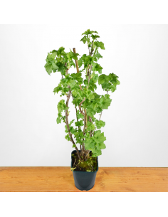 RIBES NERO Diametro vaso 18 ALTO 2