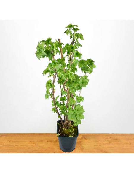 RIBES NERO Diametro vaso 18 ALTO