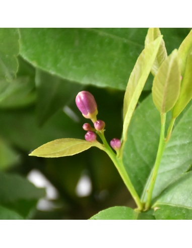 LIMETTA ROSSA diametro vaso 20 CESPUGLIO