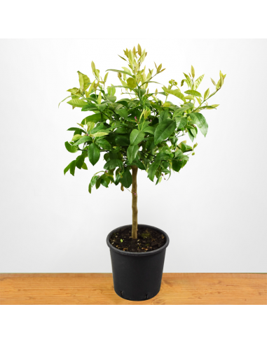 LIMETTA ROSSA diametro vaso 20 CESPUGLIO