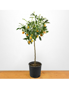 KUMQUAT diametro vaso 22 ALBERELLO 2