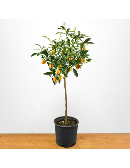 KUMQUAT diametro vaso 22 ALBERELLO